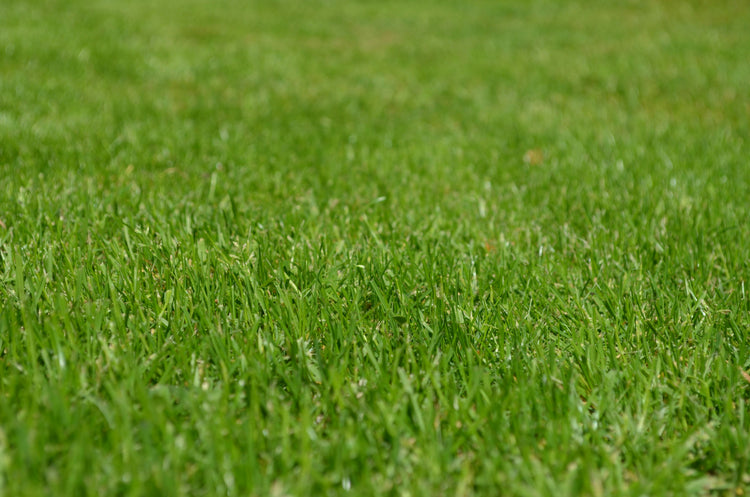 Turf